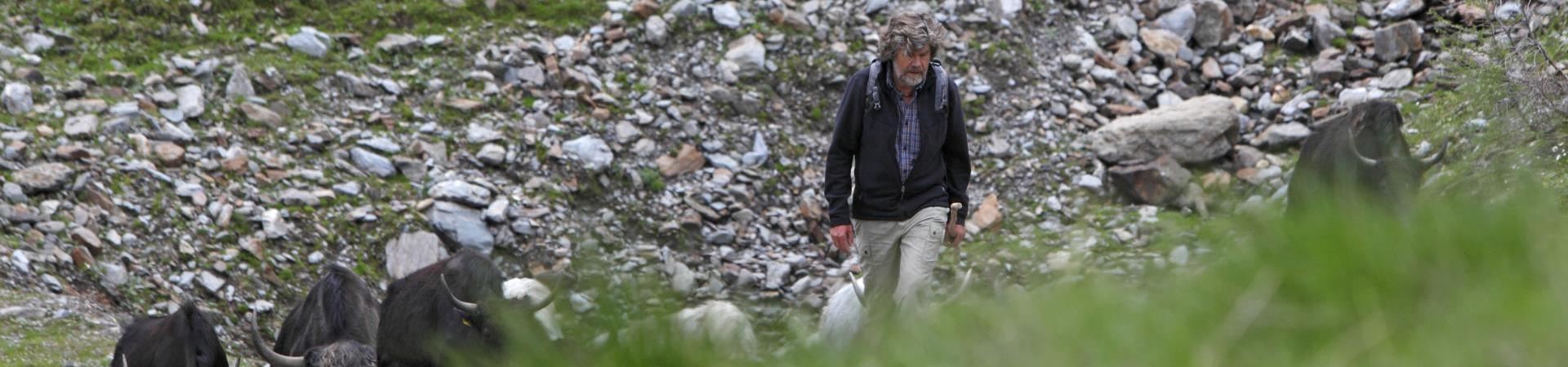 Reinhold Messner e i suoi yak
