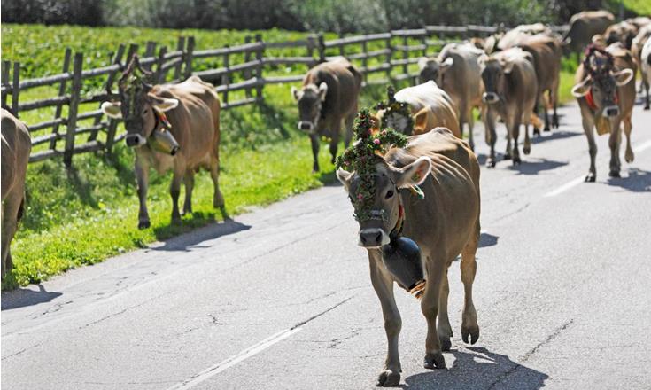 Mucche durante la transumanza