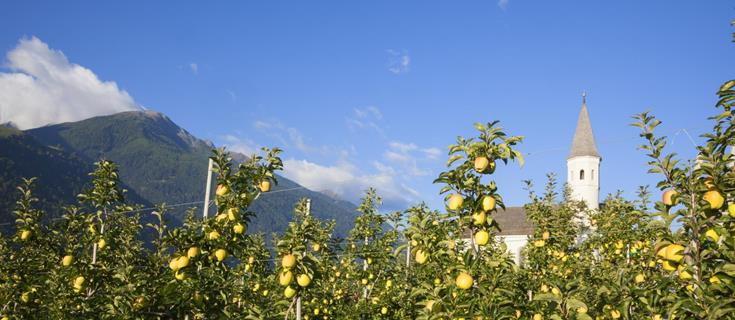 produkte-apfelwiesen-vinschgau-fb