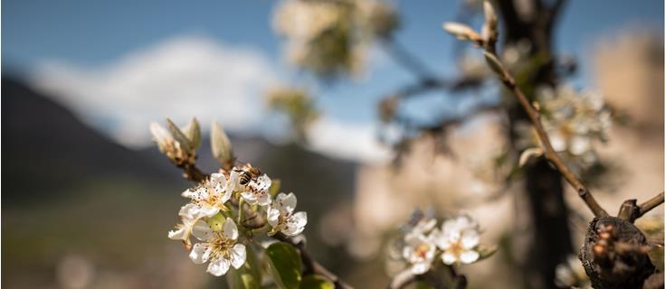 patrick-schwienbacher-palabirne-baum-blüte-spa-6372