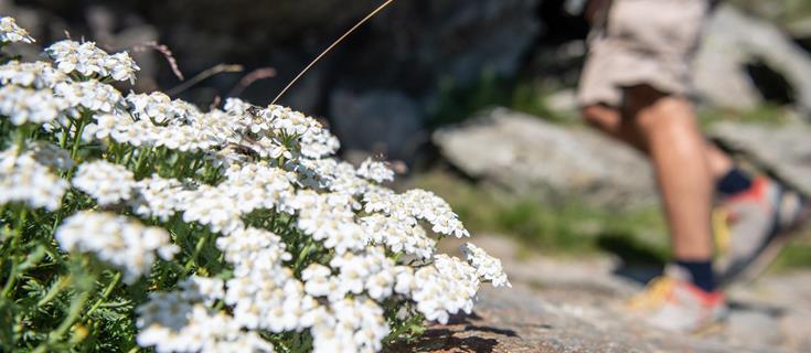 Wandern-Ortler Höhenweg-Blumen-Ortlergebiet-h